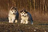 ALASKAN MALAMUTE 618